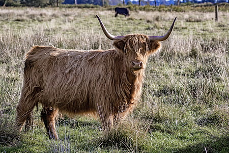 brown yak on field thumbnail