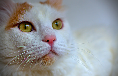 shallow focus photography of orange and white tabby cat thumbnail