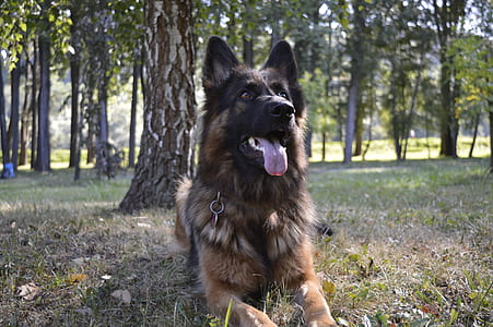 long-coated brown and black dog tongue out lying on grass field near trees thumbnail