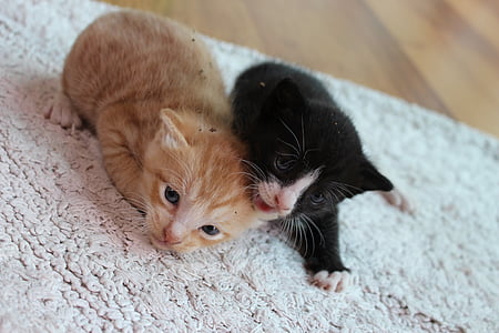 orange tabby and tuxedo kittens playing on grey area rug thumbnail