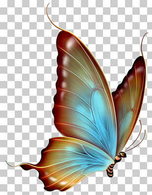 Butterfly , Brown and Blue Transparent Butterfly , blue and brown butterfly PNG clipart