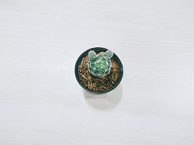 green cactus in black pot thumbnail