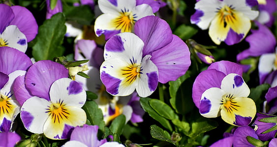 purple and white petaled flowers at daytime thumbnail