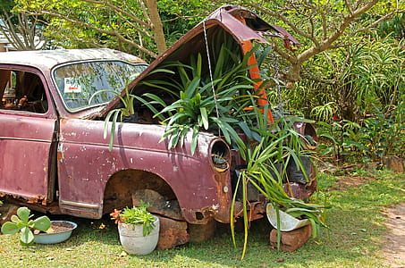 green leaf plant on red vehicle engine thumbnail