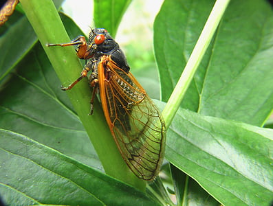 black and brown cicada perching on green plant thumbnail