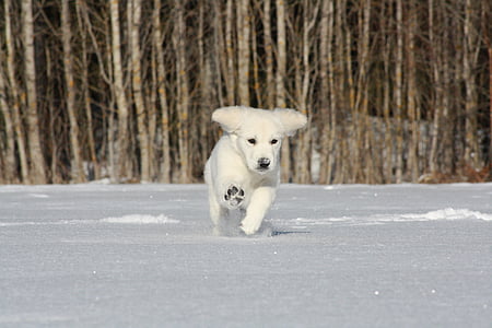 white Indian spitz puppy running on the field thumbnail