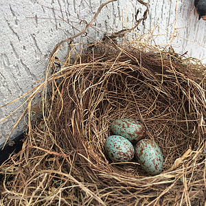 three quail eggs thumbnail
