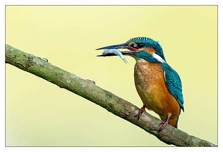 blue and brown kingfisher with gray fish in bilkl thumbnail