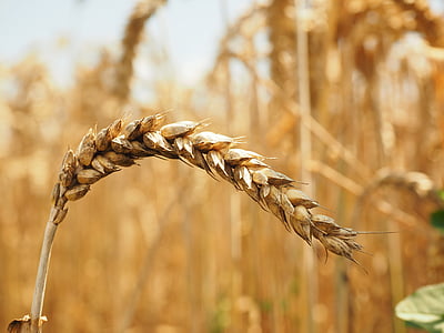 selective focus photography of grain thumbnail