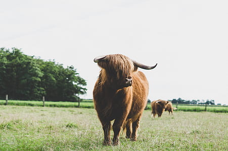 photo of brown cattle on grass field thumbnail