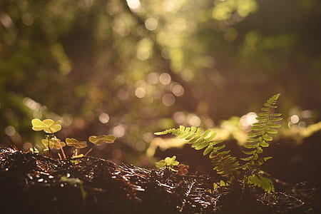 selective focus photography of Boston fern plant thumbnail
