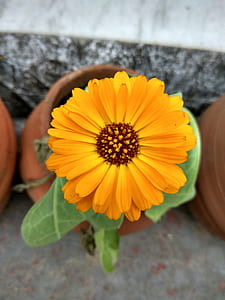 flower on plant pot thumbnail