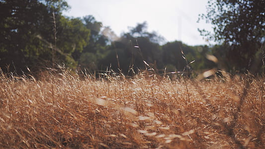 dried brown grass outdoor thumbnail