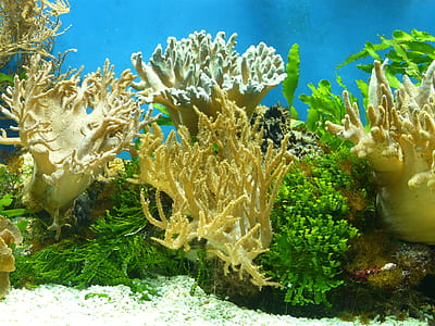 fish tank corals with white sand thumbnail