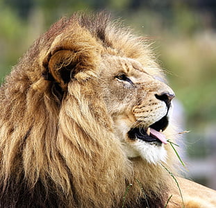 selectorized photography of lion thumbnail