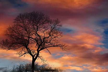 silhouette of a tree during sunset thumbnail