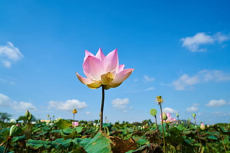 pink lotus flower field thumbnail