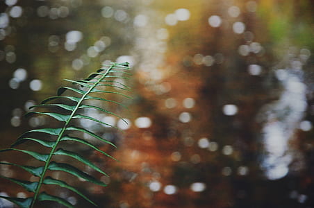 bokeh photography of leaves thumbnail