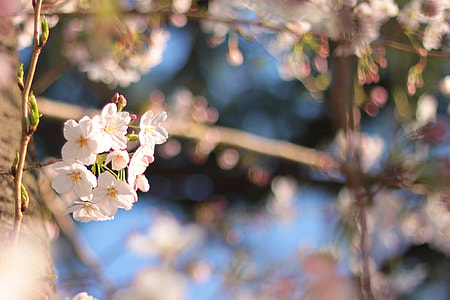 shallow focus photo of white flowe thumbnail