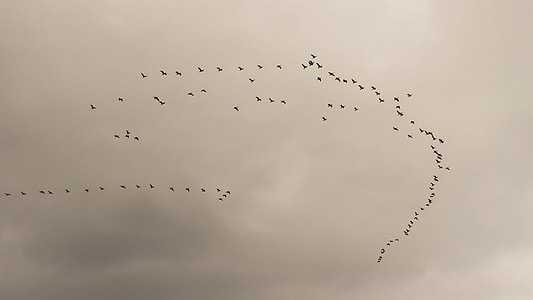 flock of birds under gray sky thumbnail