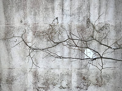 texture, branch, urban, wall thumbnail
