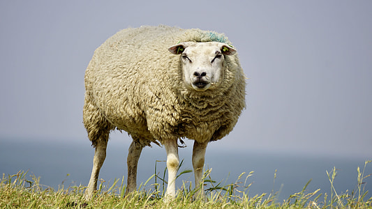 white Sheep on green grass field during daytime close-up photo thumbnail