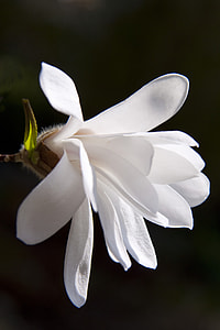 selective focus photo of white petaled flower thumbnail