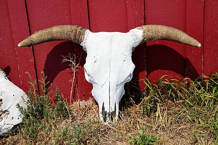 white and brown animal skull leaning on red wall thumbnail