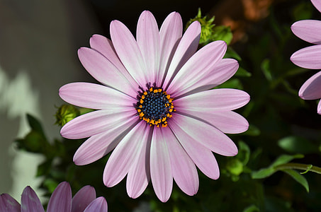 close up photo of pink-and-white petaled flower thumbnail
