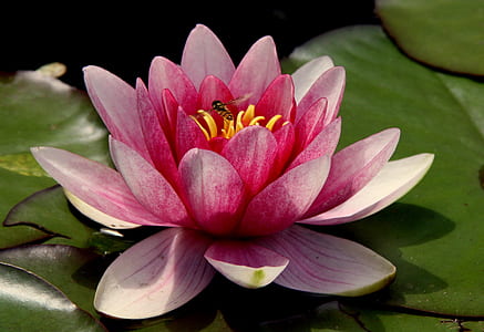 Pink Water Lilies thumbnail