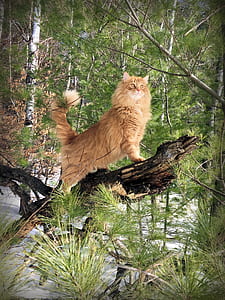 orange tabby cat standing on tree branch thumbnail