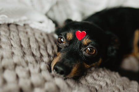 A dog with heart on head thumbnail