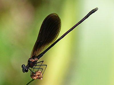 Black Dragonfly thumbnail
