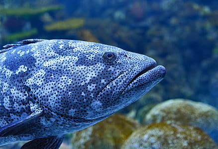 depth photography of black and gray fish thumbnail