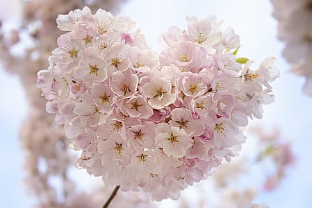 white and pink flowers on heart-shape thumbnail