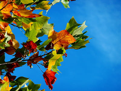 Red Orange and Green Leaves during Daytime thumbnail