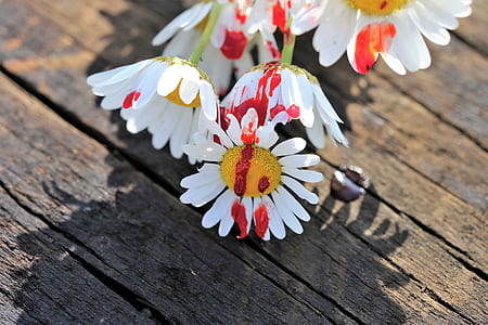 daisy flowers on brown wooden table thumbnail