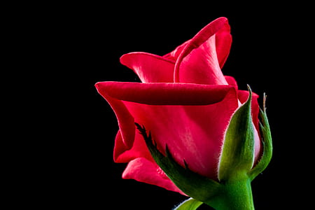 red rose flower thumbnail