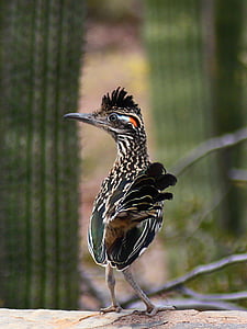 Wildlife photo of white and black feathered bird thumbnail