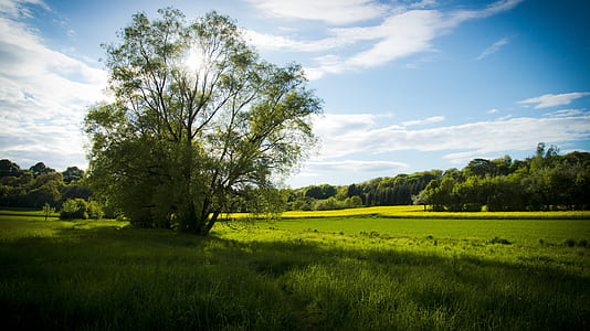 photo of green leaf tree on grass field thumbnail