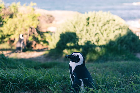 selective focus photography of magellanic penguin on green grass field thumbnail