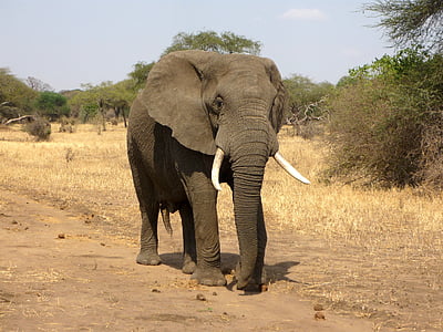 gray elephant waking on withered grass field at day time thumbnail