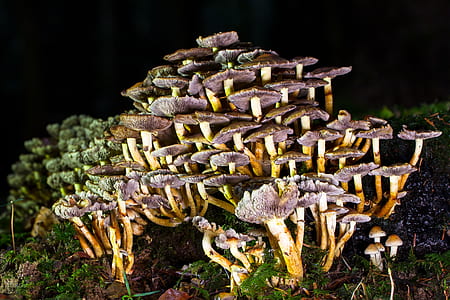 close-up photo of beige mushrooms thumbnail