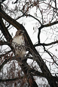 white and brown bird on tree thumbnail