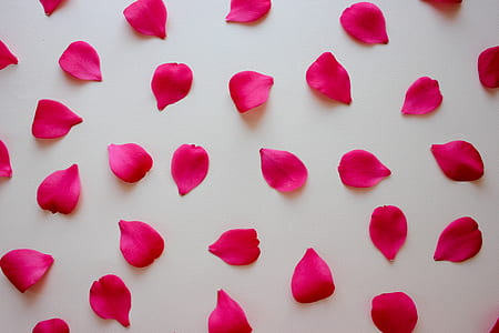 pink rose petals on white surface thumbnail