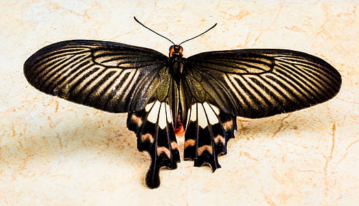black and white butterfly thumbnail