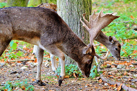 gray and brown deer and calf near tree thumbnail