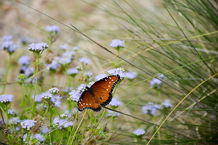 brown butterfly on white petaled flower thumbnail