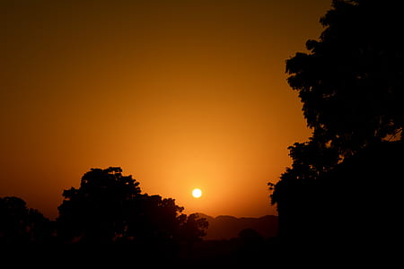 tree silhouette at sunset thumbnail