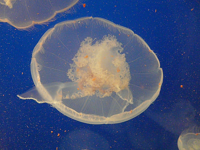 underwater photography of white jellyfish thumbnail